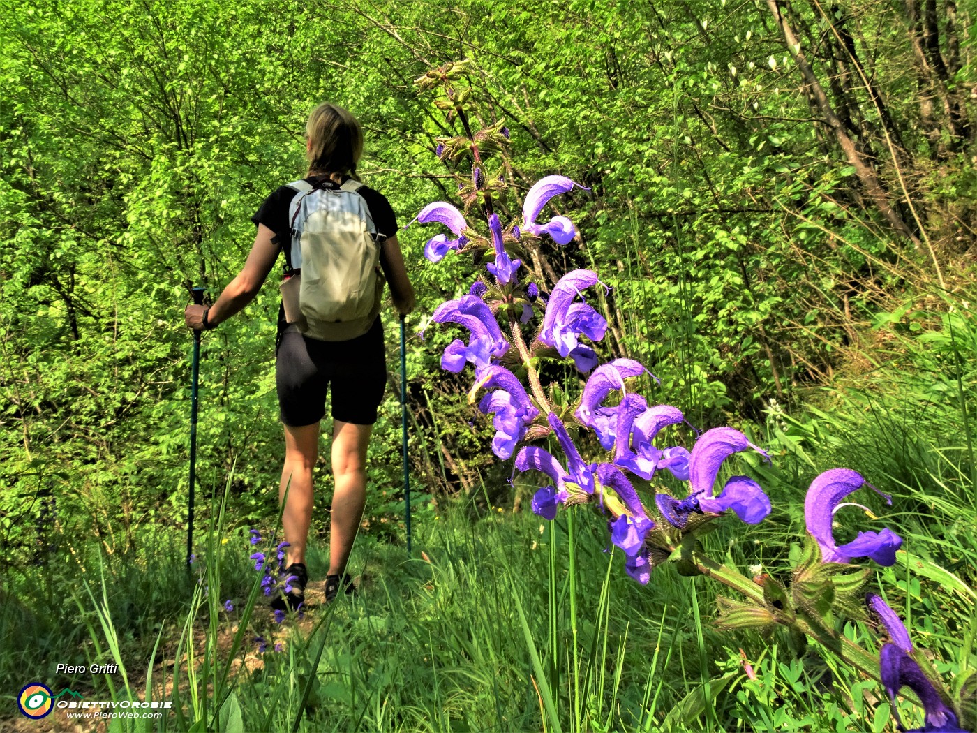 58 Salvia pratensis (Salvia dei prati).JPG